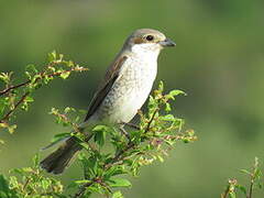 Red-backed Shrike