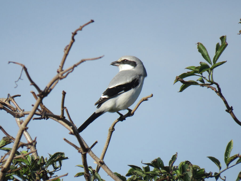 Great Grey Shrike