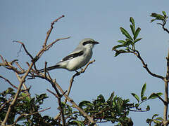 Great Grey Shrike