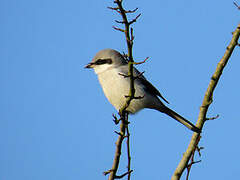 Great Grey Shrike