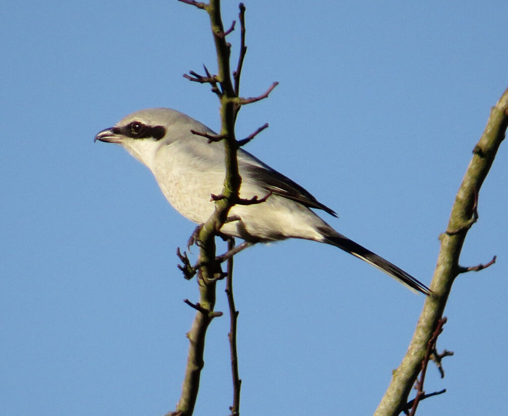 Great Grey Shrike