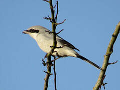 Great Grey Shrike