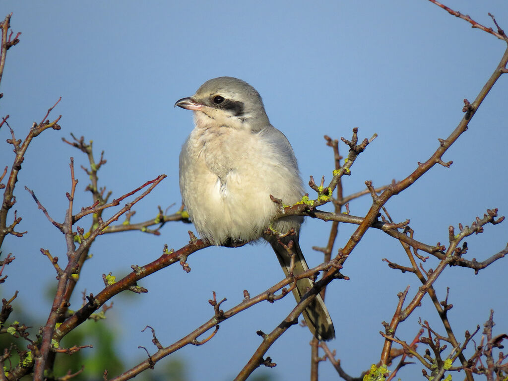 Great Grey Shrike