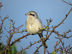 Great Grey Shrike