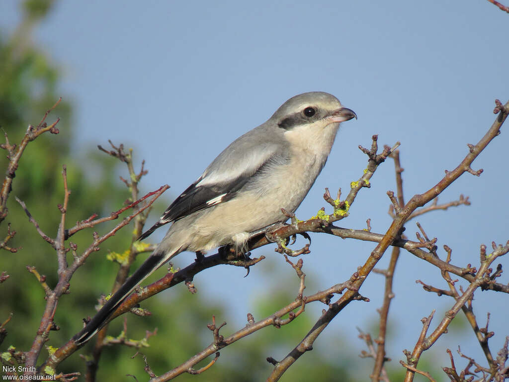 Great Grey ShrikeFirst year, identification