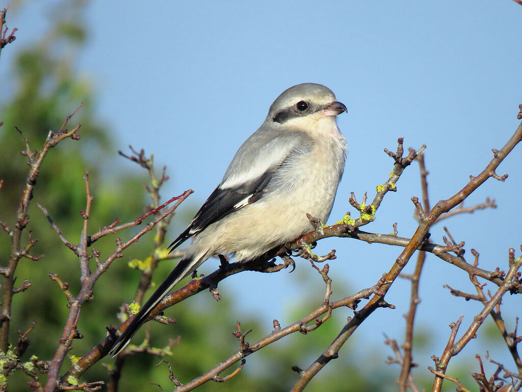 Great Grey Shrike