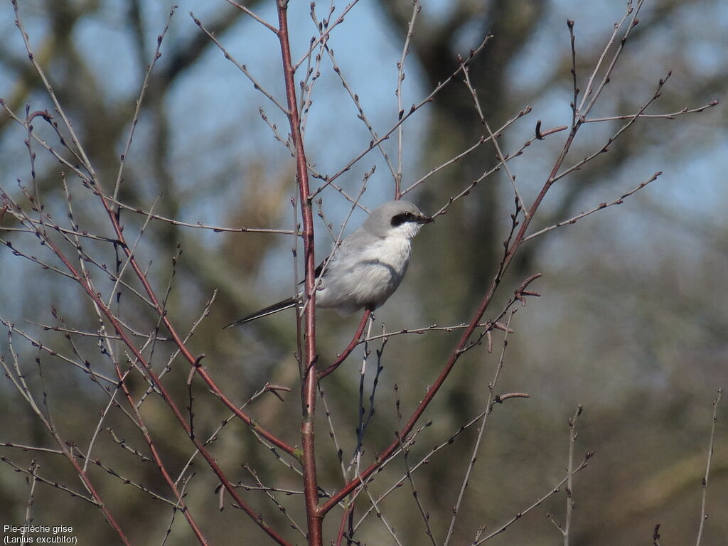 Great Grey Shrike