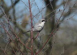 Great Grey Shrike