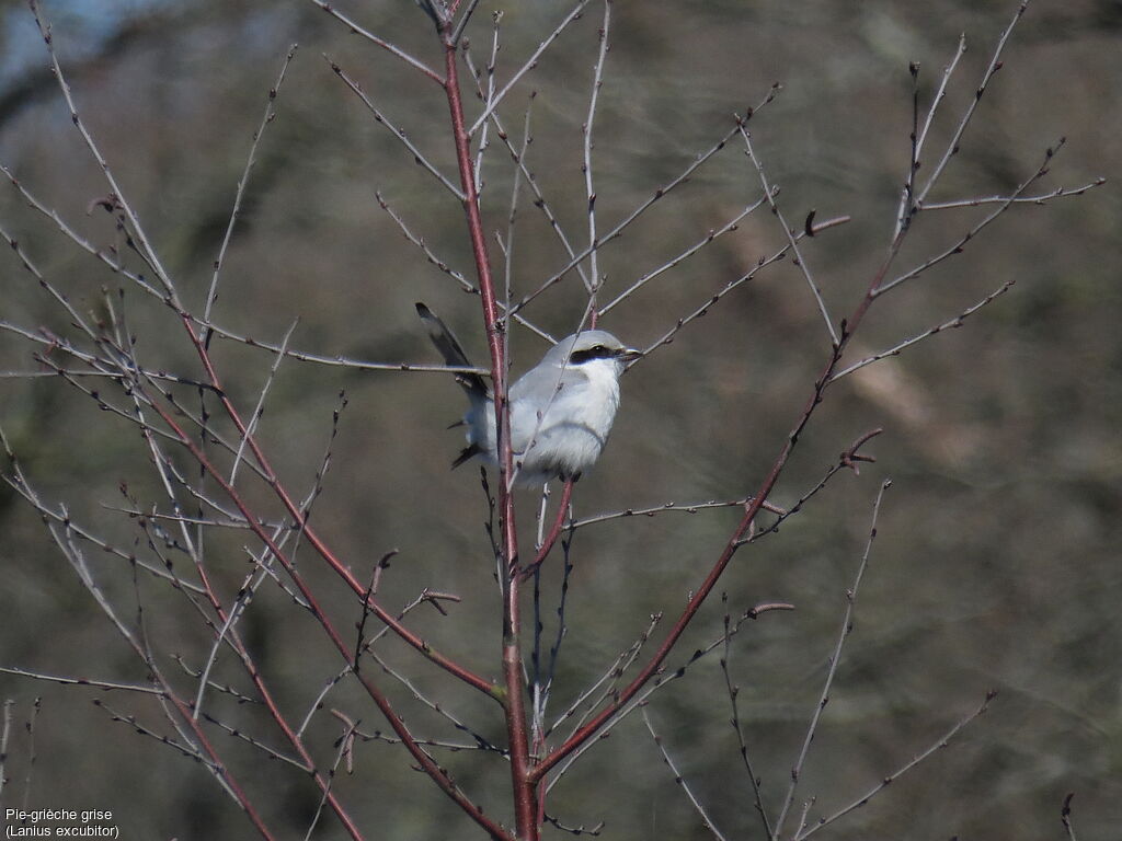 Great Grey Shrike