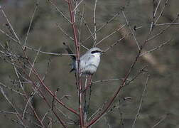 Great Grey Shrike