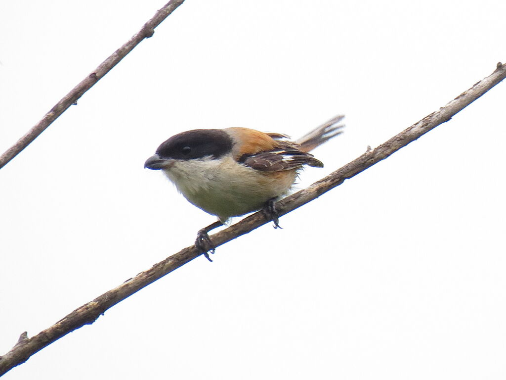 Long-tailed Shrike