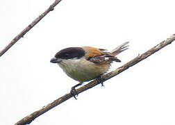 Long-tailed Shrike