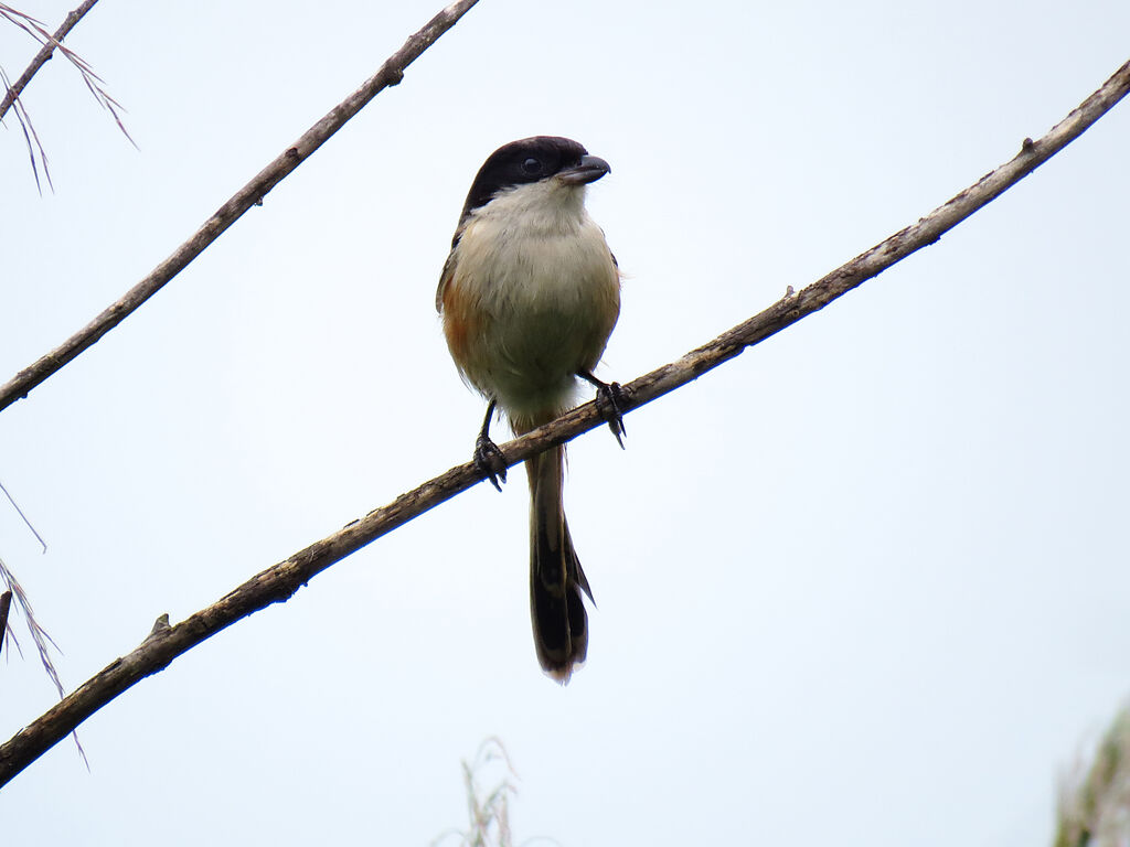 Long-tailed Shrike