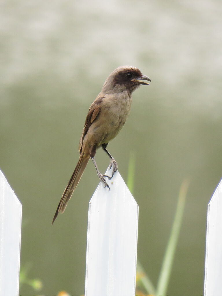 Long-tailed Shrike, pigmentation