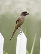 Long-tailed Shrike