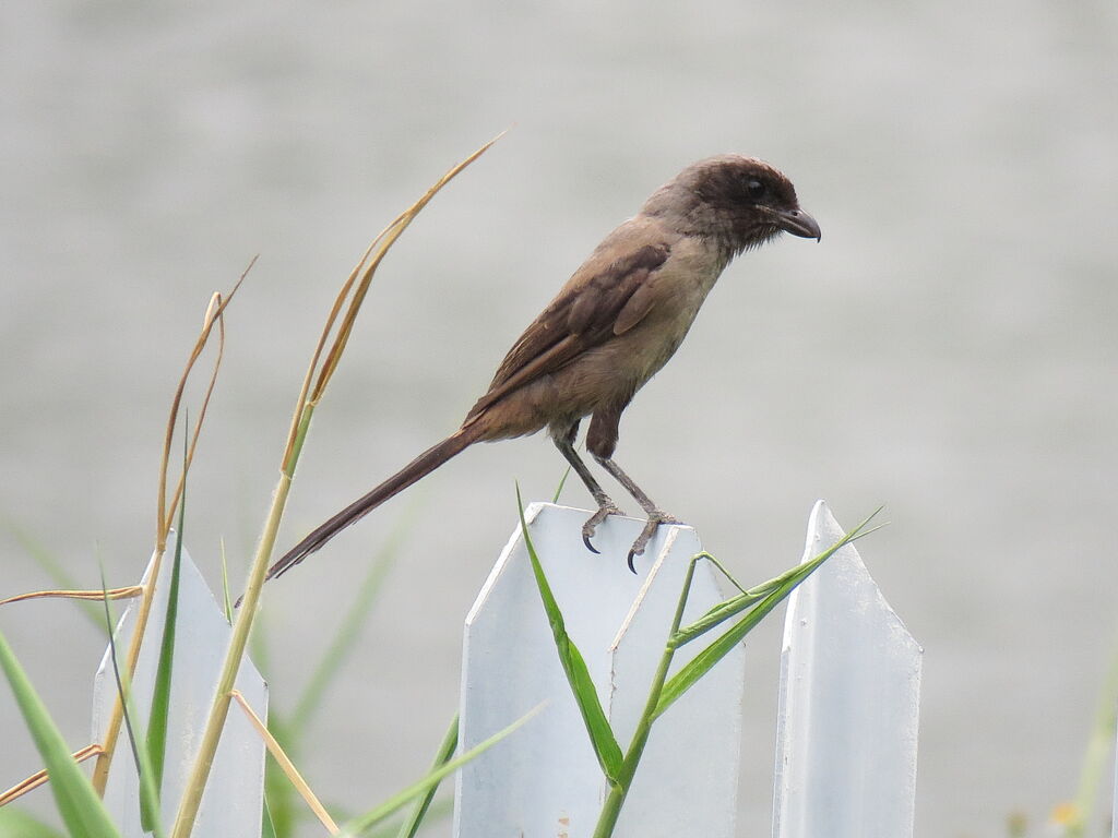 Long-tailed Shrike, pigmentation