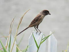 Long-tailed Shrike