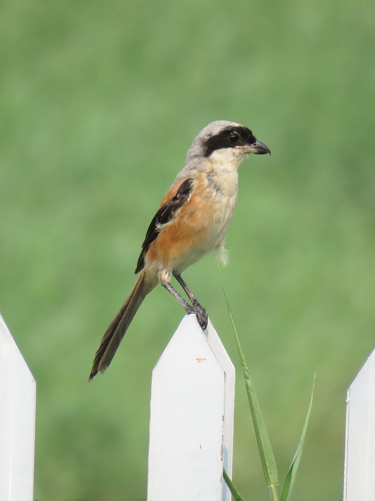 Long-tailed Shrike