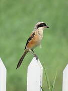 Long-tailed Shrike