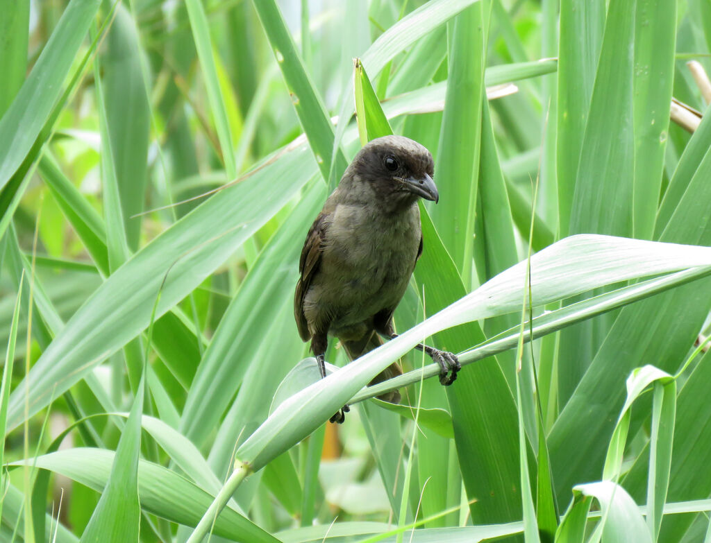 Long-tailed Shrike