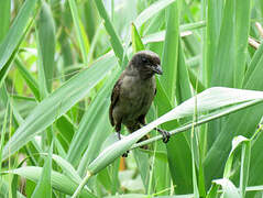 Long-tailed Shrike