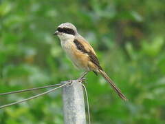 Long-tailed Shrike