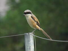 Long-tailed Shrike