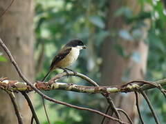 Long-tailed Shrike