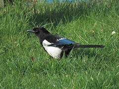 Eurasian Magpie