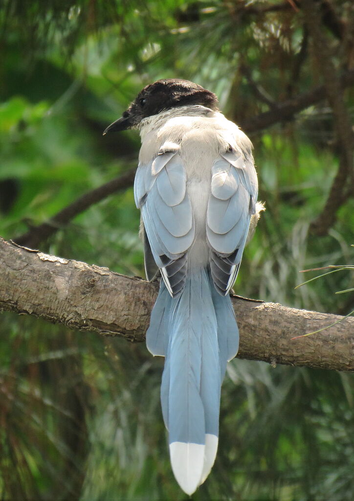 Azure-winged Magpie