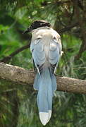 Azure-winged Magpie