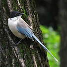 Pie bleue