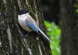 Azure-winged Magpie