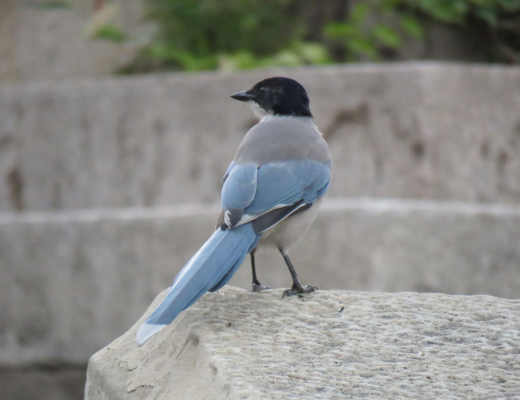 Azure-winged Magpie