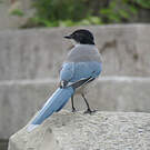 Pie bleue