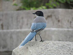 Azure-winged Magpie