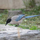 Pie bleue