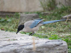 Azure-winged Magpie