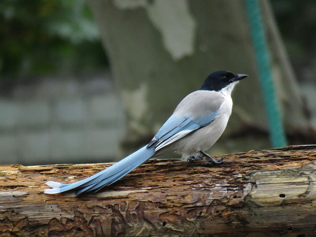 Azure-winged Magpie