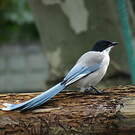 Pie bleue