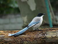 Pie bleue