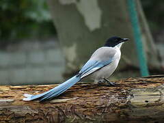 Azure-winged Magpie