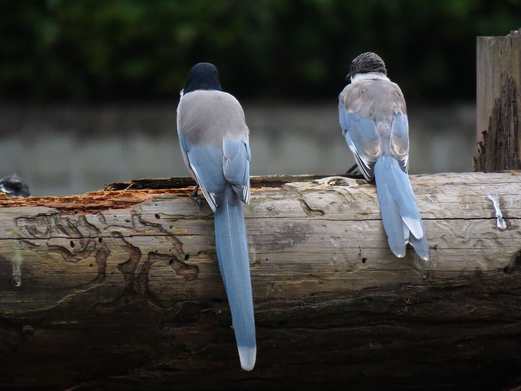 Azure-winged Magpie