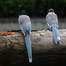 Pie bleue
