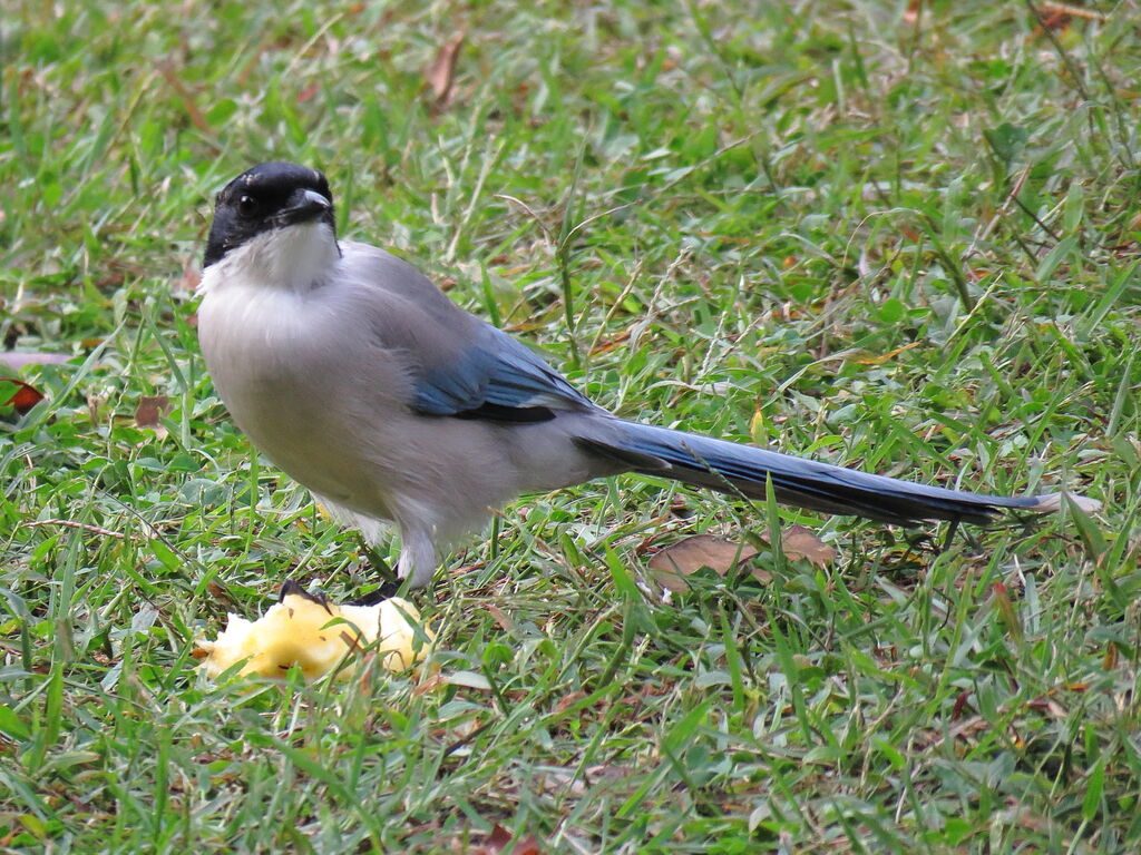 Azure-winged Magpie