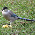 Pie bleue