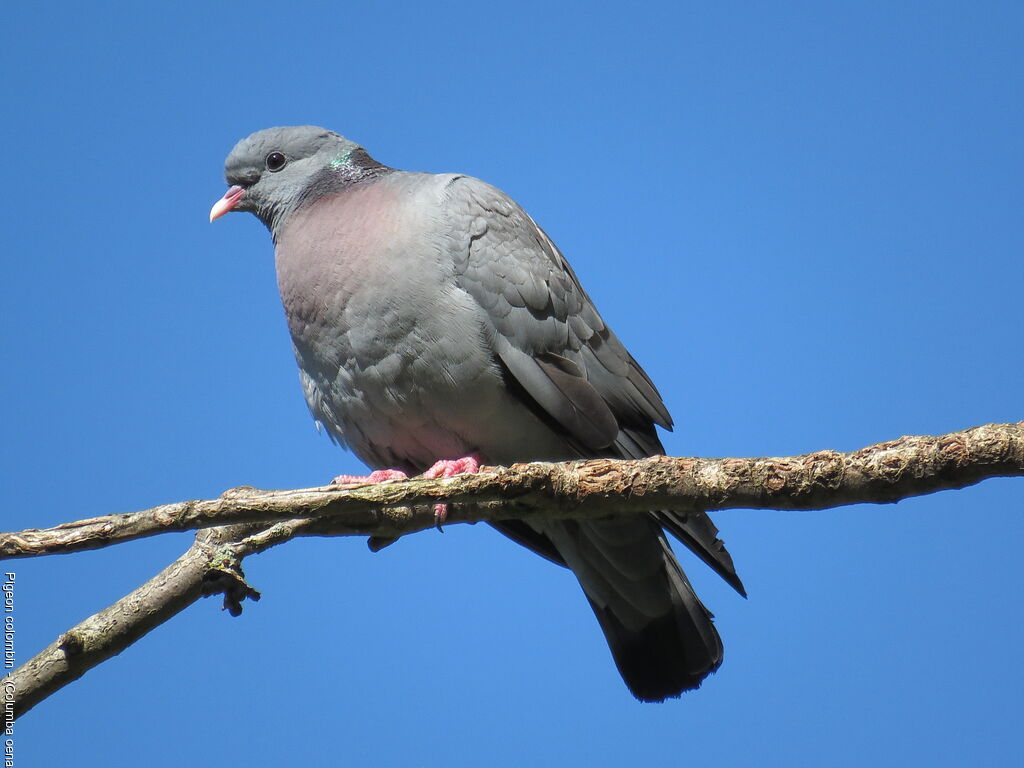 Pigeon colombin