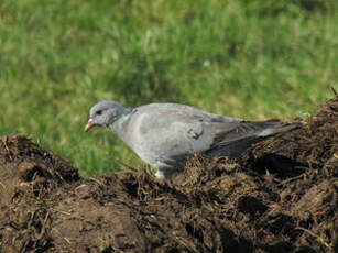 Pigeon colombin