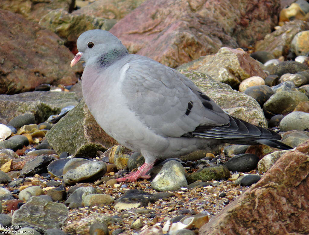 Stock Dove