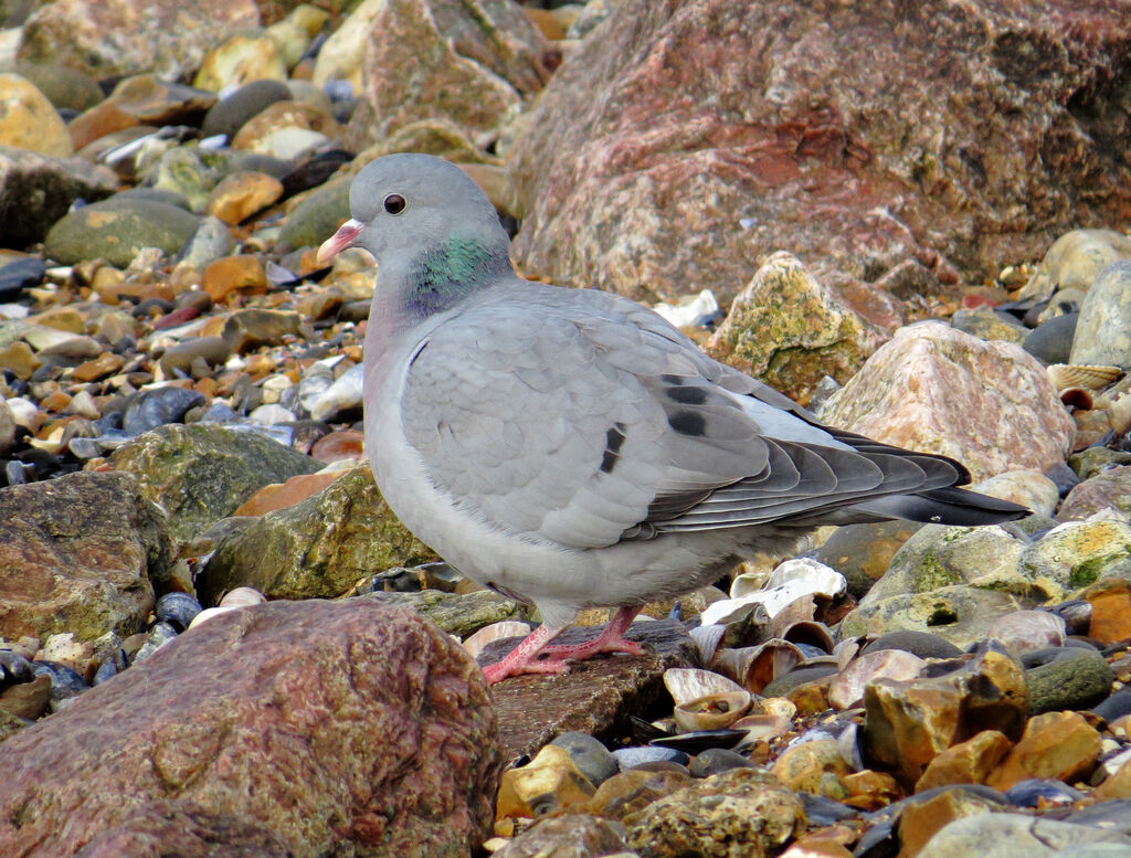 Stock Dove